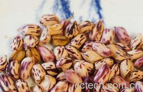 七彩花生吃了有什么好处-0