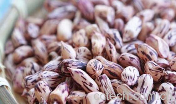 七彩花生生吃还是熟吃 七彩花生的食用方法-1