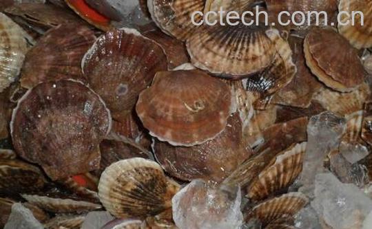 夏威夷贝哪些部位不能吃 吃夏威夷贝的好处-1