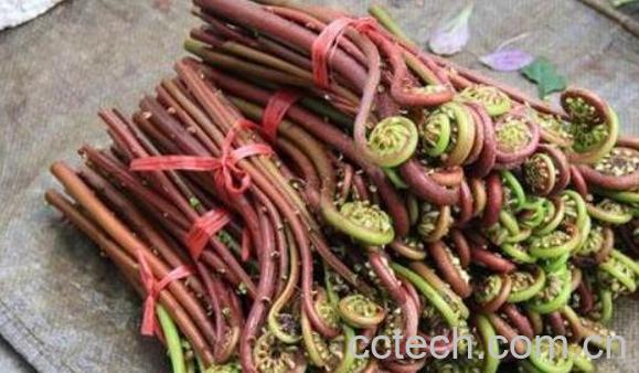 新鲜蕨根怎么做好吃-1