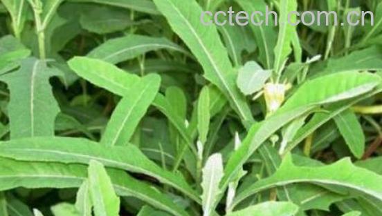 苦菜的功效与作用及禁忌-0