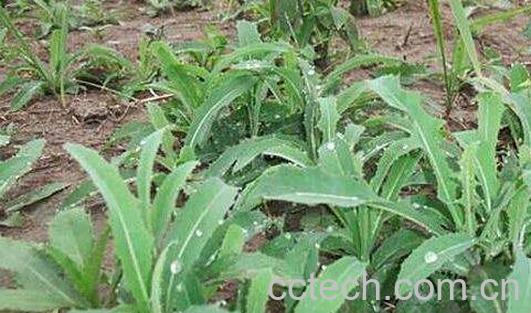 野生苦菜怎么吃 野生苦菜的正确吃法-0