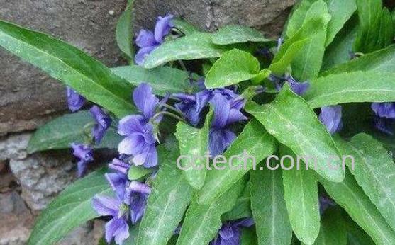 紫花苦菜的功效与作用 紫花苦菜怎么服用-0