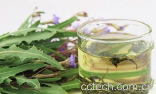 紫花苦菜的功效与作用 紫花苦菜怎么服用-1