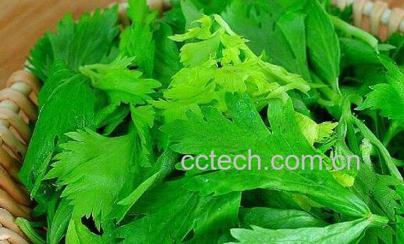 芹菜叶子怎么用 芹菜叶子可以吃吗-0