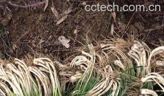 叫头的功效与作用-1