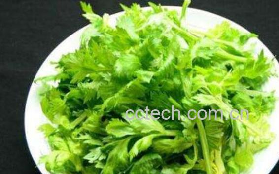 芹菜叶的吃法有哪些 芹菜叶子简易做法大全-1