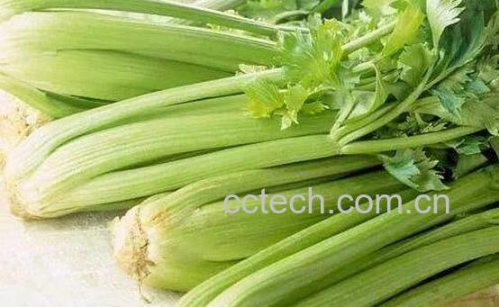 女人吃芹菜的好处与坏处-0