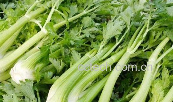 女人吃芹菜的好处与坏处-1