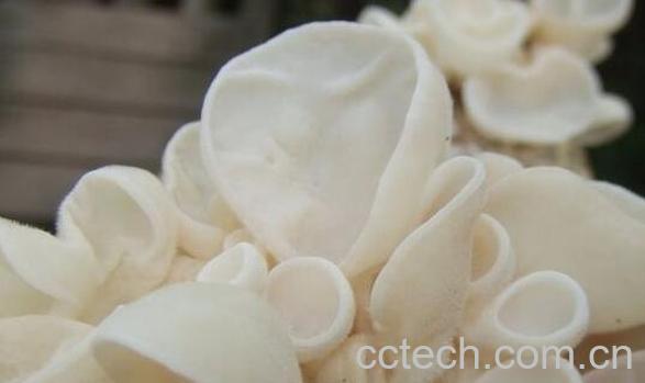 玉木耳的功效与禁忌 -1