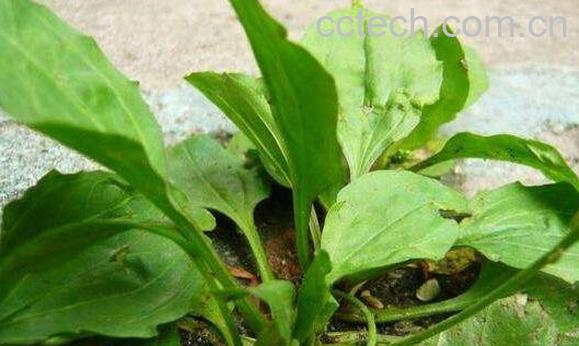 车前草怎么吃最好 车前草的食用方法-0