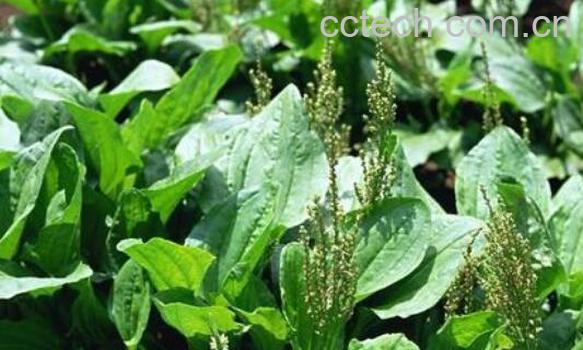 车前草怎么吃最好 车前草的食用方法-1