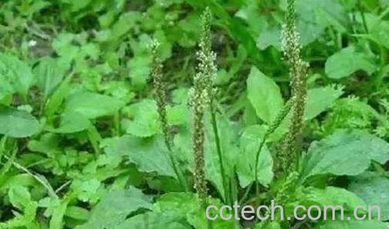 车前草怎么煮水喝 车前草煮水有什么功效-1