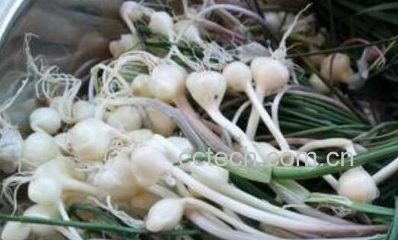 野蒜怎么晒干 晒干的野蒜怎么吃-0