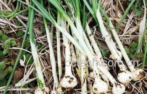 野蒜的功效与作用 野蒜的危害-0