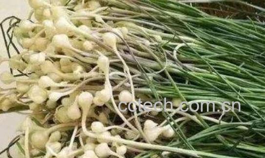 野蒜的功效与作用 野蒜的危害-1