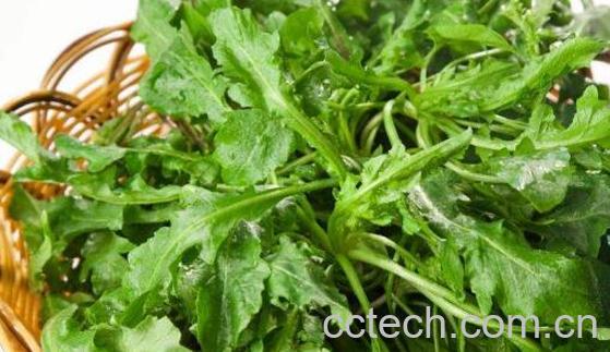 荠荠菜的功效与作用-1