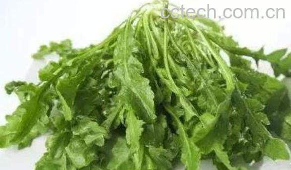 荠荠菜的功效与作用-0