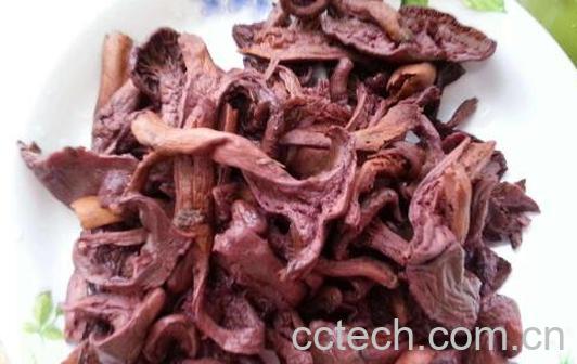 东北红蘑的功效与作用-1