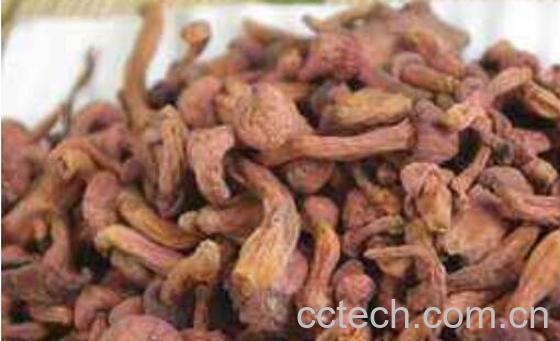 东北红蘑的功效与作用-0