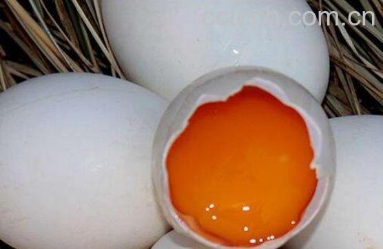 女性长期吃鹅蛋的好处与坏处-0