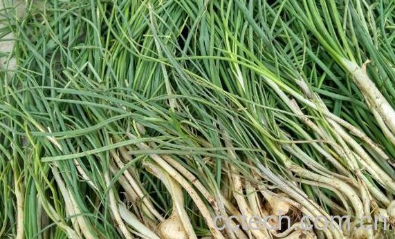 野葱哪些人不能吃 吃野葱的禁忌-0