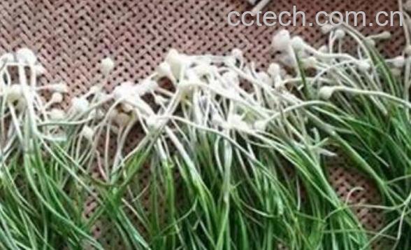 如何把野葱晒干保存 野葱的功与作用-0