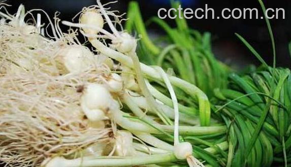野葱头怎么腌制好吃 野葱的腌制方法家常-1