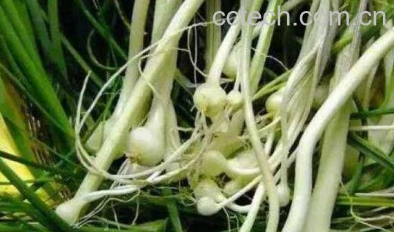 野葱头怎么腌制好吃 野葱的腌制方法家常-0