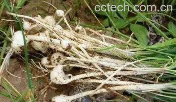 如何把野葱晒干保存 野葱的功与作用-1