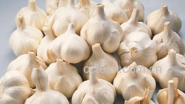 吃大蒜有什么好处 吃大蒜的注意事项-0