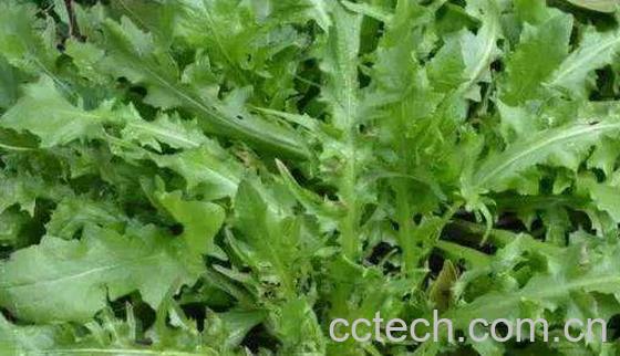 荠菜怎么做最好吃 什么人不能吃荠菜-1