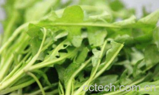 荠菜怎么做最好吃 什么人不能吃荠菜-0