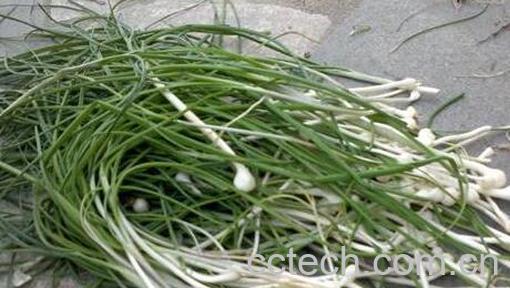 野生小蒜怎么吃 野生小蒜的吃法大全-0