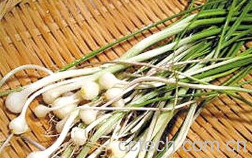 野生小蒜怎么吃 野生小蒜的吃法大全-1