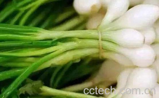 野头的功效与作用-1