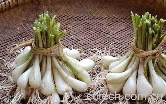 野头的功效与作用-0