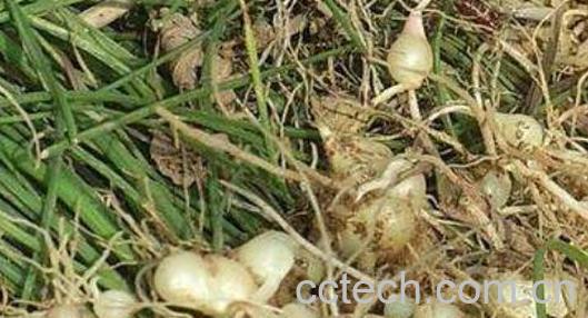 小蒜的功效与作用 小蒜的吃法-0