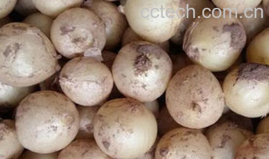 小蒜的功效与作用 小蒜的吃法-1