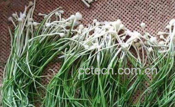 野葱和野蒜的区别-0