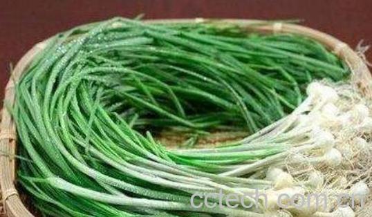 野蒜的禁忌有哪些 野蒜为什么有毒-0