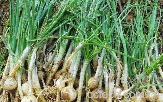 野蒜的禁忌有哪些 野蒜为什么有毒-1