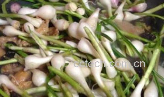 野蒜的副作用有哪些 野蒜的害处-1