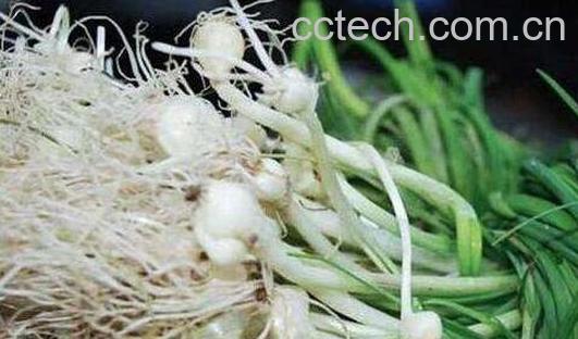 野蒜怎么吃功效最好 野蒜能吃吗-0