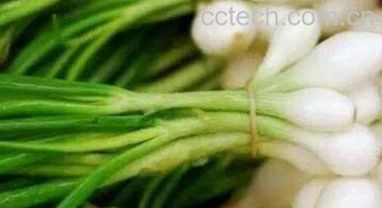 野蒜怎么吃功效最好 野蒜能吃吗-1