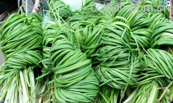 胡葱的功效与作用及禁忌-0