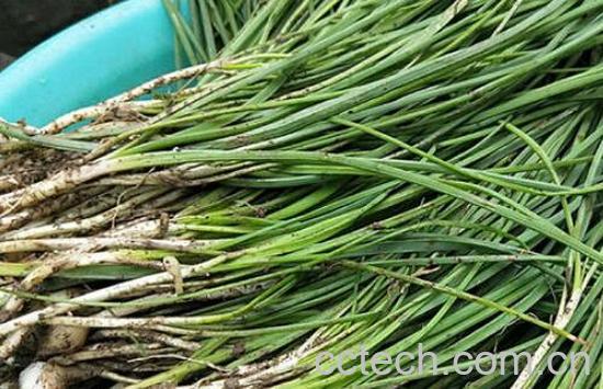 胡葱的功效与作用及禁忌-1