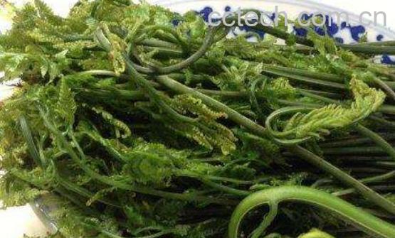 人头蕨怎么食用 人头蕨的食用方法-0