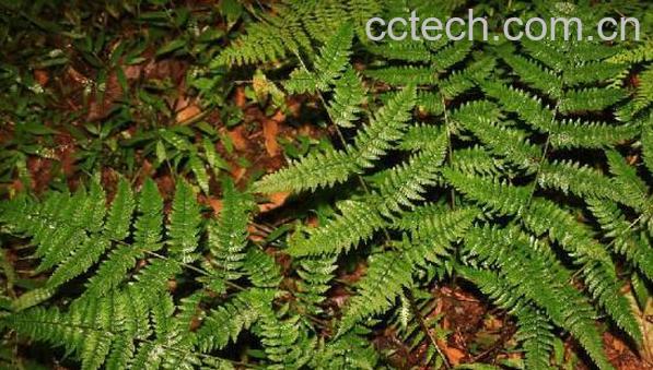 人头蕨怎么食用 人头蕨的食用方法-1