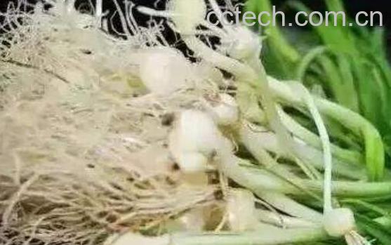 野小蒜怎么做好吃 野小蒜的做法大全家常-0